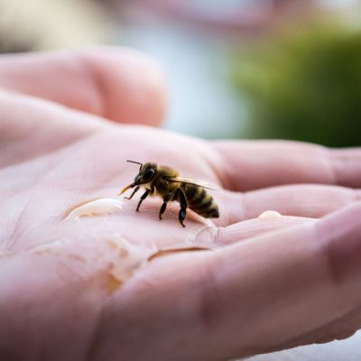 Γυναίκα παρατηρεί μικροσκοπική μέλισσα να πιάνει το χέρι της - Τότε συνειδητοποιεί τι συμβαίνει