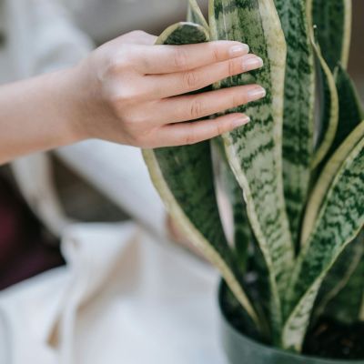 Snake Plant: Πώς θα κρατήσεις ζωντανό το πιο cool φυτό (ακόμα κι αν είσαι serial killer φυτών)