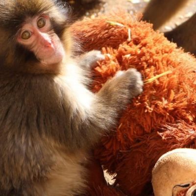 Punch: Το μάθημα ζωής του viral μακάκου που βρήκε τη «μητέρα» του σε ένα λούτρινο αρκουδάκι