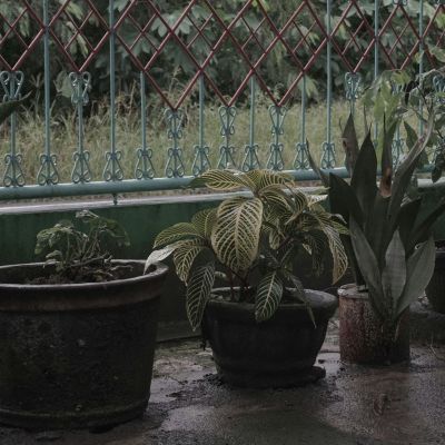 Bρέχει και έχεις φυτά στο μπαλκόνι; Με αυτούς τους 4 τρόπους θα τα προστατεύσεις από την κακοκαιρία