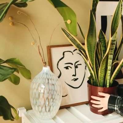 Πράσινη όαση σε βάζο: 3 φυτά εσωτερικού χώρου που ζουν στο νερό και φιλτράρουν τον αέρα