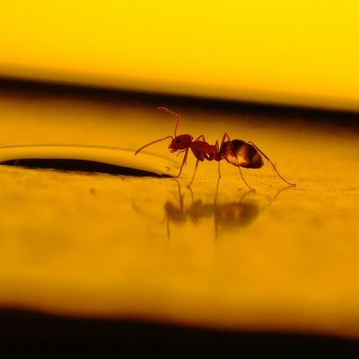10 σταγόνες στην πόρτα και τέλος τα μυρμήγκια: Το φυσικό κόλπο που θα σε σώσει φέτος το καλοκαίρι