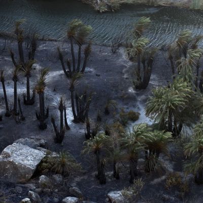 Η Πρέβελη «μαύρισε» -Οι εικόνες από το εμβληματικό φοινικόδασος της Κρήτης προκαλούν θλίψη