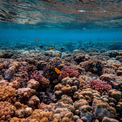 Κλιματική αλλαγή: Μέχρι το 2075 κινδυνεύει με κατάρρευση το 96% των κοραλλιογενών υφάλων του πλανήτη
