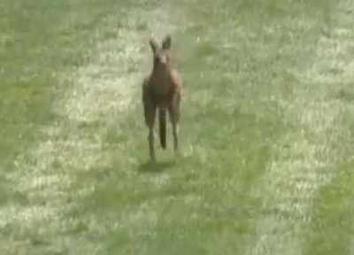 Τα καγκουρό ζήλεψαν τη δόξα των αλόγων