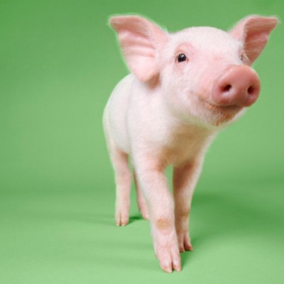 Γουρούνι στο σακί