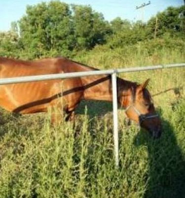 Σήμα κινδύνου εκπέμπουν τα αλογάκια της Ρόδου