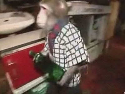 Μα πού είναι ο πίθηκος να παραγγείλω μια μπύρα;