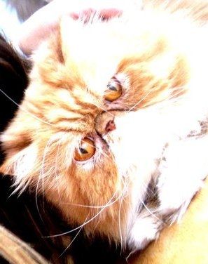 MY ADORABLE TOFFEE ...