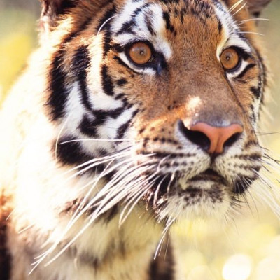 Πώς να τρέψετε σε φυγή μια τίγρη χρησιμοποιώντας μία κουτάλα