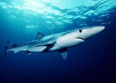 Ξεγέννησε καρχαρία!