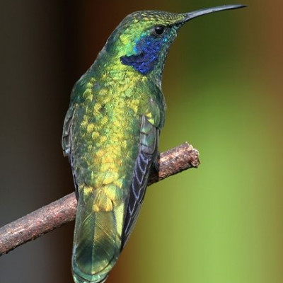 Συσκευή παρακολούθησης για φιλόδοξες James Bond