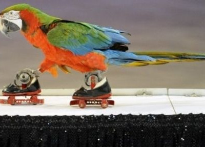 Παπαγάλος με πατίνια!