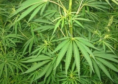 Με κάνναβη στο διπλανό κάθισμα