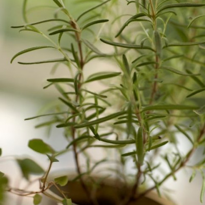 Το δενδρολίβανο στα φαγητά σας