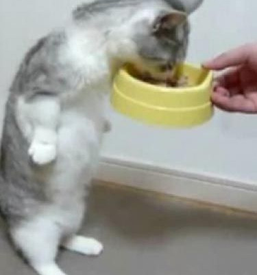 Γάτα τρώει… όρθια!