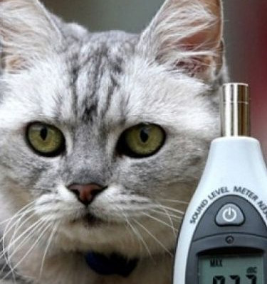 Γάτα με γουργούρισμα «καμπάνα»