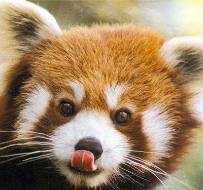 Τα Panda διασκεδάζουν πάντα