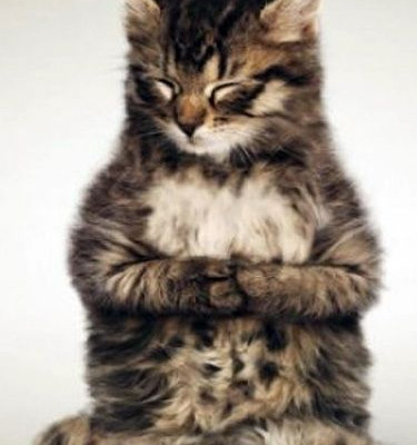 Νιομμμμμ.. Κάνουν οι γάτες γιόγκα; Κάνουν!