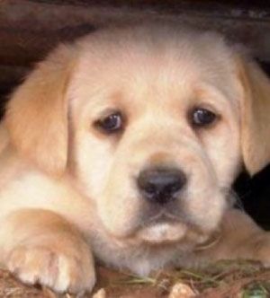 Θύμα της οικονομικής κρίσης και τα κατοικίδια ζώα