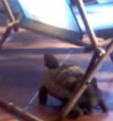 Σαν τη γάτα… με τη χελώνα