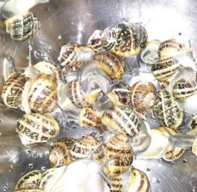 Ποια παρουσιάστρια «έπαθε πλάκα» με τα σαλιγκάρια;