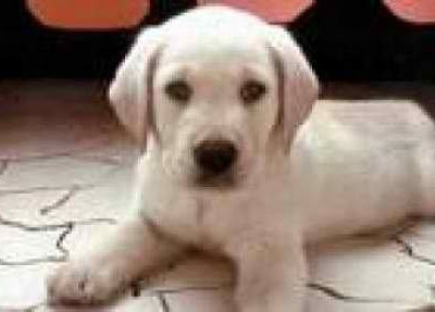 Πυροβόλησε με καραμπίνα και εξαφανίστηκε...