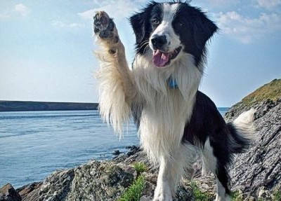 Ποτέ το παιχνίδι με το μπαλάκι με ένα σκύλο δεν ήταν τόσο εύκολο!