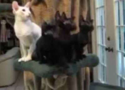 Dancing with the… cats