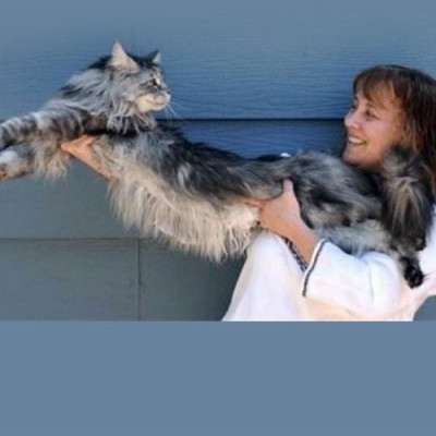 Ο πιο μακρύς γάτος στον κόσμο!