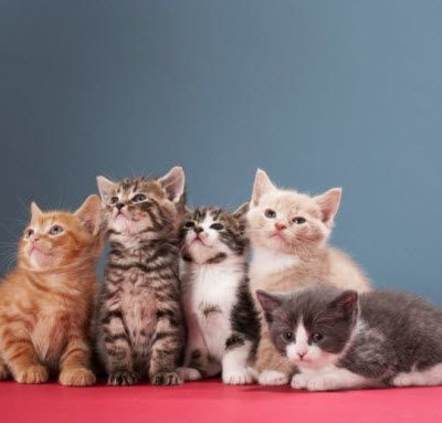 Γατούλες για μίλημα