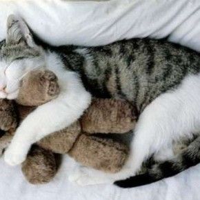 Η γάτα και η αρκούδα της