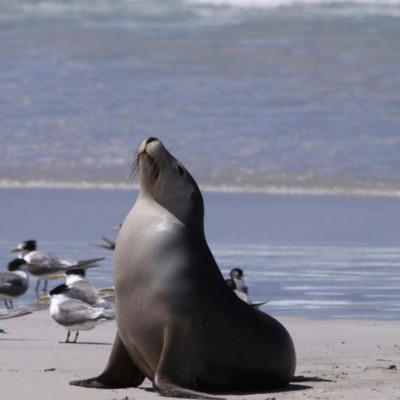 Οι φώκιες βλέπουν με τα μουστάκια τους!