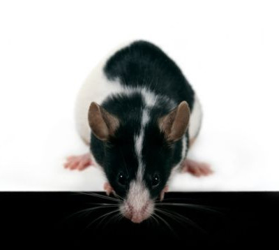 Απαλλαγείτε από τα ποντίκια, οικολογικά