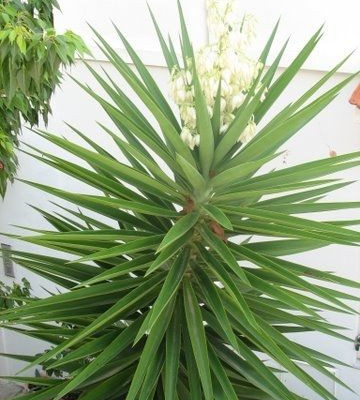 Το γιούκα- αποσμητικό χώρου