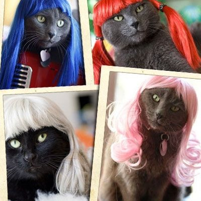 Νιάου βρε καούκα