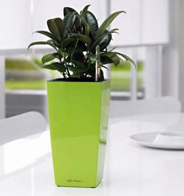 Μια γλάστρα στο γραφείο