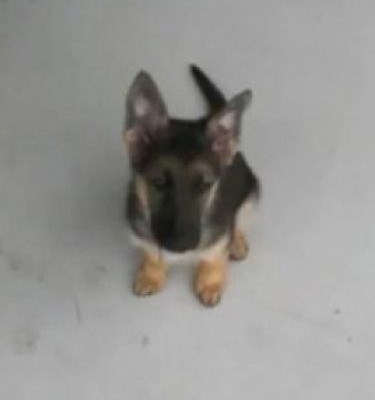 Τετράποδη ζωή καρέ καρέ