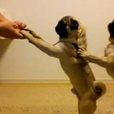 Οι αδερφοί Pug