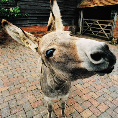 Εσείς πήρατε γαϊδουρίνη;