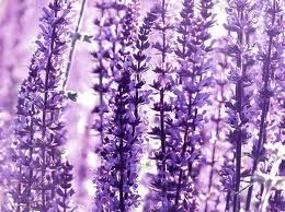 Αρωματίστε τις ντουλάπες σας με τη βοήθεια της φύσης