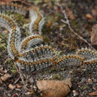 Αυτές οι κάμπιες