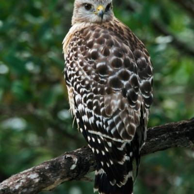 Βοήθεια για τα άγρια και αβοήθητα πλάσματα του αέρα
