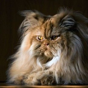 Η γάτα μου είναι μοντέλο