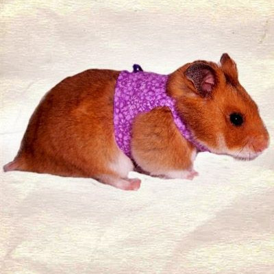 Επίδειξη μόδας για το κατοικίδιο χαμστεράκι σας