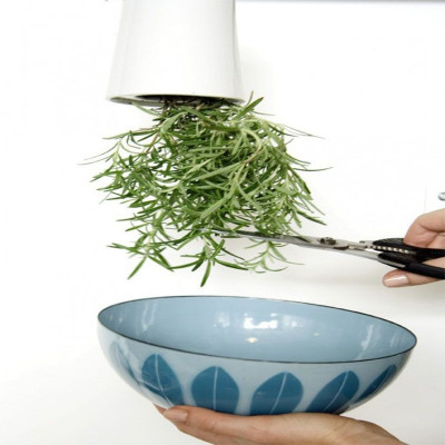 Aνάποδα φυτά