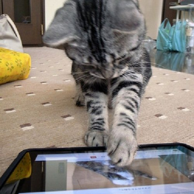 Όταν η γάτα σας παίζει με το iPad