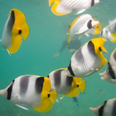 Ο μεγάλος ύφαλος