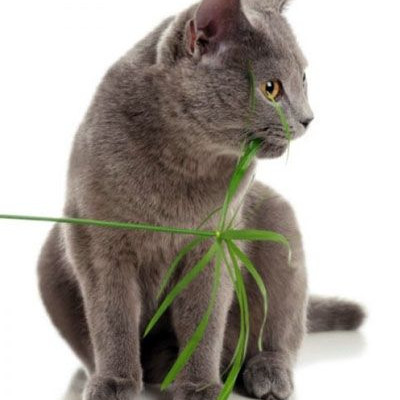 Πώς θα απομακρύνετε τη γάτα σας από τις γλάστρες