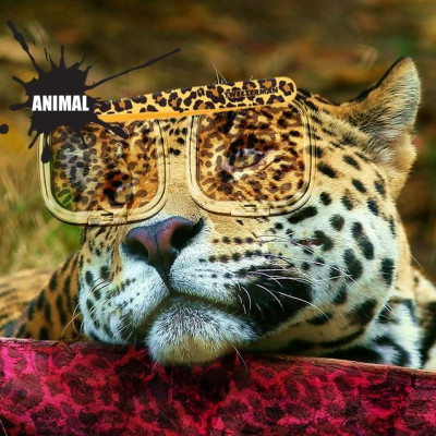 Animal instinct